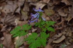 Corydalis incisa