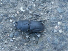 Dorcus parallelipipedus