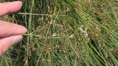 Juncus acutiflorus