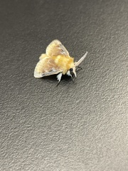 Megalopyge opercularis