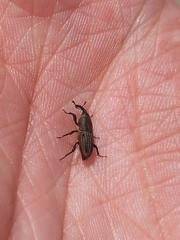 Sphenophorus