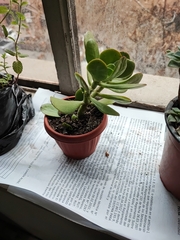 Crassulaceae