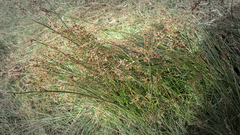 Juncus acutiflorus