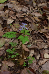 Corydalis incisa