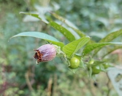 Atropa belladonna