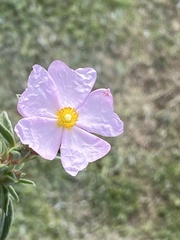Cistus × skanbergii