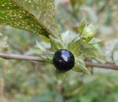 Atropa belladonna