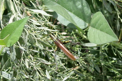 Schistocerca obscura