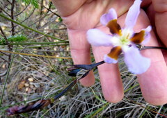 Aristea teretifolia