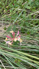 Lonicera periclymenum