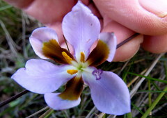 Aristea teretifolia