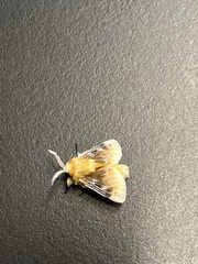 Megalopyge opercularis