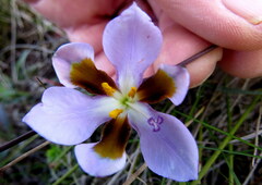 Aristea teretifolia