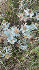 Eryngium maritimum