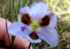 Aristea teretifolia