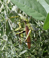 Schistocerca obscura