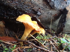 Cantharellus cibarius