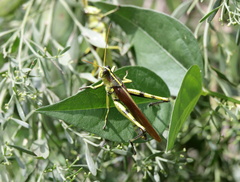 Schistocerca obscura