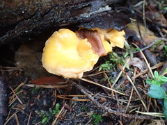 Cantharellus cibarius