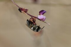 Colletes