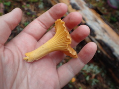 Cantharellus cibarius
