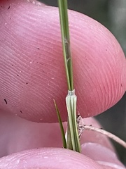 Hesperostipa curtiseta