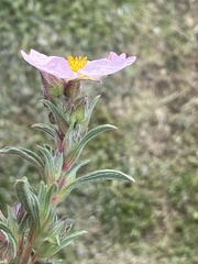 Cistus × skanbergii