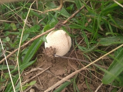Lycoperdon pratense