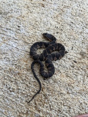 Nerodia fasciata