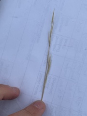 Hesperostipa curtiseta