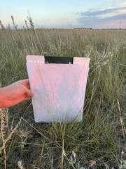 Hesperostipa curtiseta