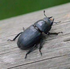 Dorcus parallelipipedus