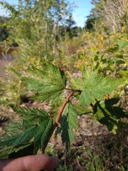 Physocarpus