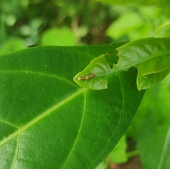 Papilio clytia