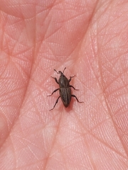Sphenophorus