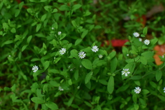 Stellaria alsine