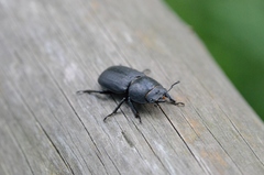 Dorcus parallelipipedus