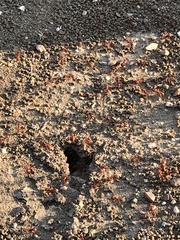 Pogonomyrmex barbatus