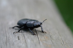 Dorcus parallelipipedus