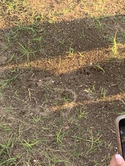 Pogonomyrmex barbatus