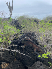 Amblyrhynchus cristatus hassi