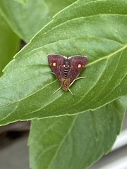 Pyrausta aurata