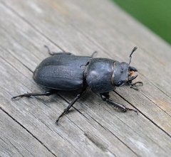 Dorcus parallelipipedus