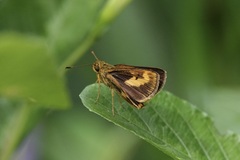 Oriens paragola