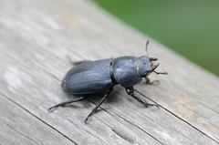 Dorcus parallelipipedus