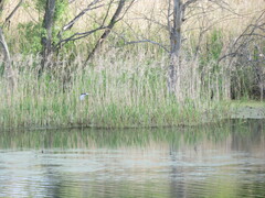 Chlidonias leucopterus