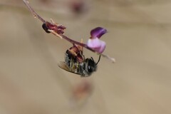 Colletes