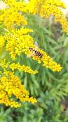 Helophilus trivittatus