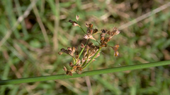 Juncus inflexus
