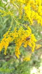 Helophilus trivittatus